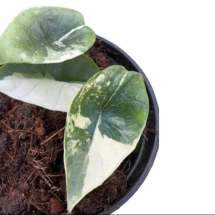 Alocasia Platinum Variegated Tissue Culture (1 item/bag)