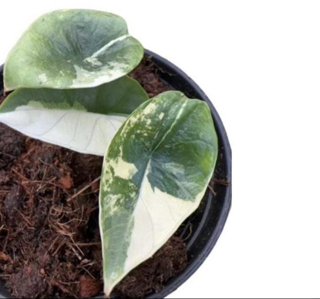 Alocasia Platinum Variegated Tissue Culture (1 item/bag)