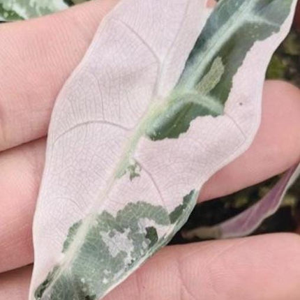 Alocasia Polly Pink Variegated Tissue Culture (1 item/bag)