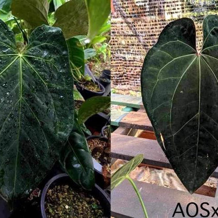 Anthurium Ace of Spades Tissue Culture (1 item/bag)