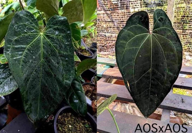 Anthurium Ace of Spades Tissue Culture (1 item/bag)