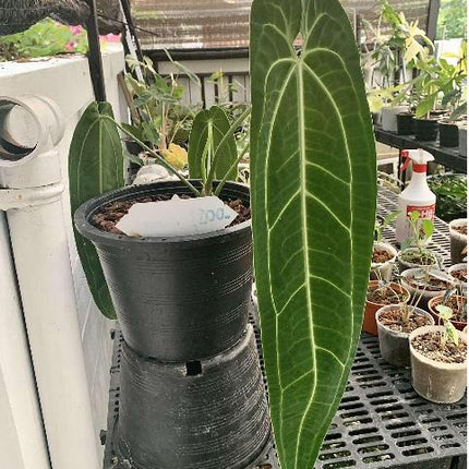 Anthurium Warocqueanum (Queen) Tissue Culture (1 item/bag)