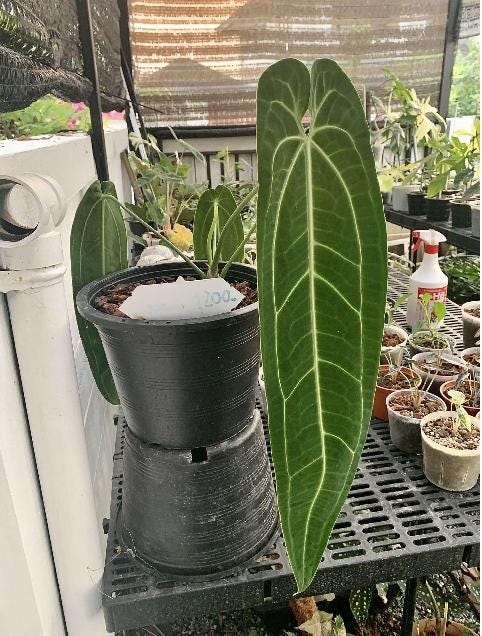 Anthurium Warocqueanum (Queen) Tissue Culture (1 item/bag)