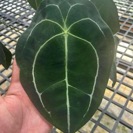 Anthurium Forgetii Tissue Culture (1 item/bag)