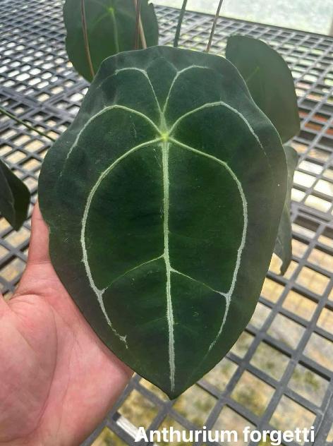 Anthurium Forgetii Tissue Culture (1 item/bag)