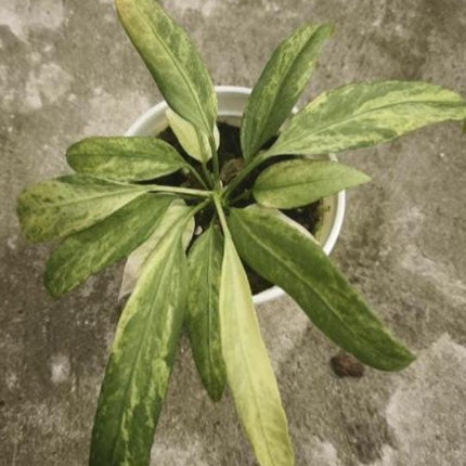 Anthurium Vittarifolium Variegated Tissue Culture (1 item/bag)