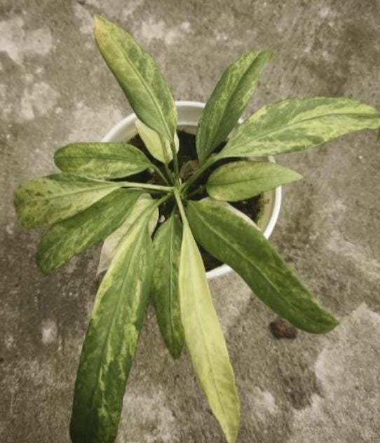 Anthurium Vittarifolium Variegated Tissue Culture (1 item/bag)