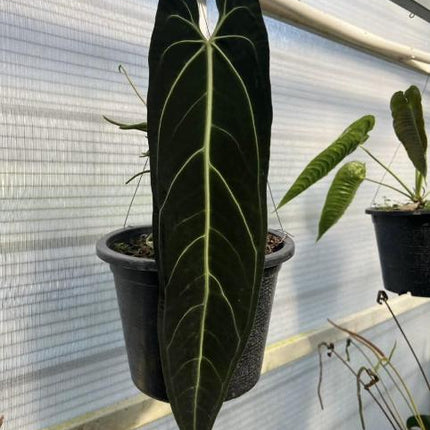 Anthurium Warocqueanum (Dark Queen) Tissue Culture (1 item/bag)