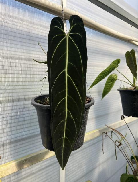 Anthurium Warocqueanum (Dark Queen) Tissue Culture (1 item/bag)
