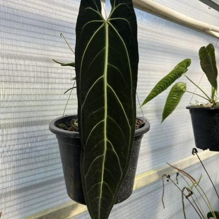 Anthurium Warocqueanum (Dark Queen) Tissue Culture (1 item/bag)