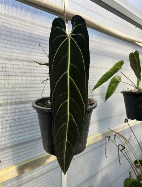 Anthurium Warocqueanum (Dark Queen) Tissue Culture (1 item/bag)