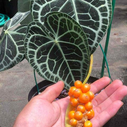 Anthurium Clarinervinum Hybrid Tissue Culture (1 item/bag)