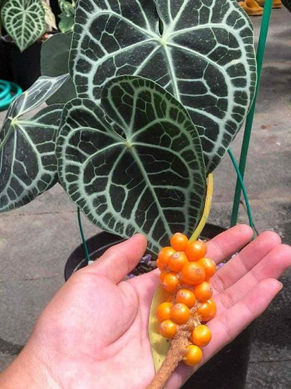 Anthurium Clarinervinum Hybrid Tissue Culture (1 item/bag)