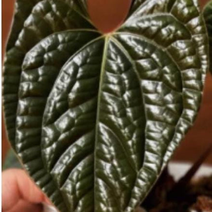 Anthurium Luxurians Tissue Culture (1 item/bag)