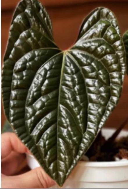 Anthurium Luxurians Tissue Culture (1 item/bag)