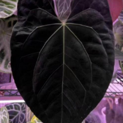 Anthurium Black Magic Tissue Culture (1 item/bag)