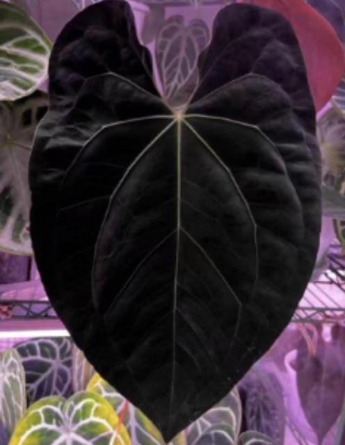Anthurium Black Magic Tissue Culture (1 item/bag)