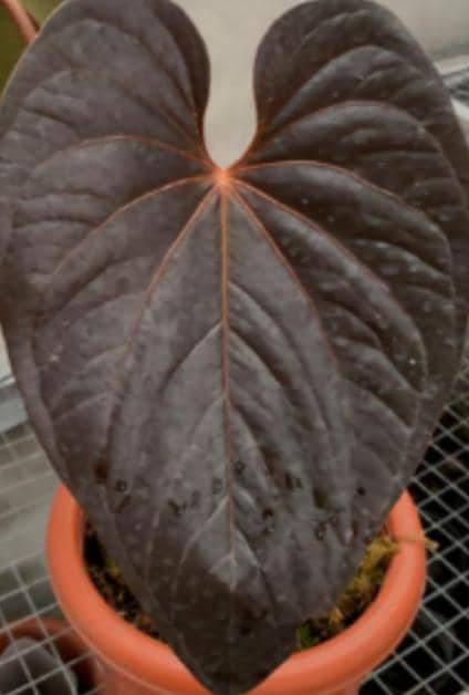 Anthurium Queen of Hearts Tissue Culture (1 item/bag)