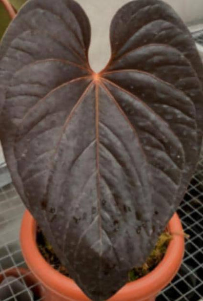 Anthurium Queen of Hearts Tissue Culture (1 item/bag)