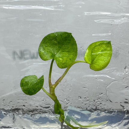Anthurium Dark Phoenix Mint Variegated Tissue Culture (1 item/bag)