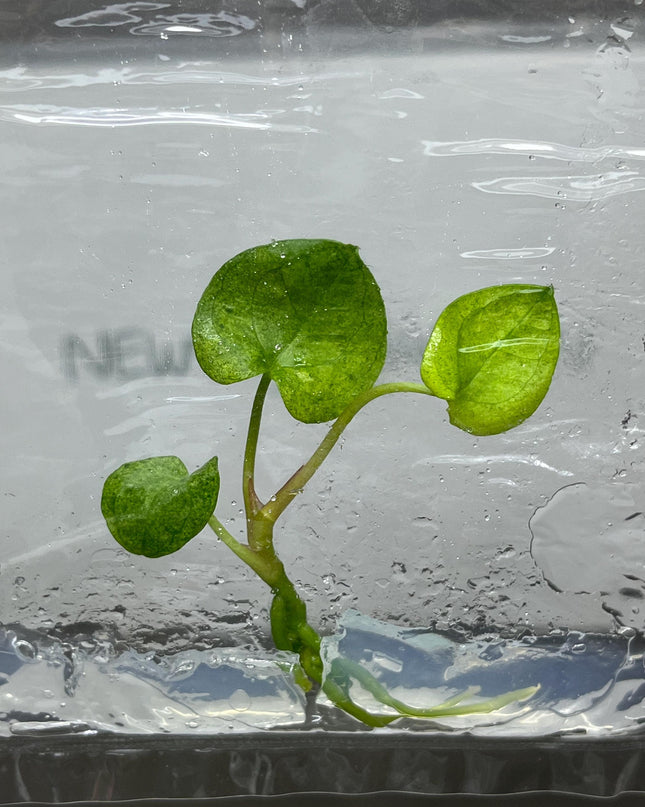 Anthurium Dark Phoenix Mint Variegated Tissue Culture (1 item/bag)