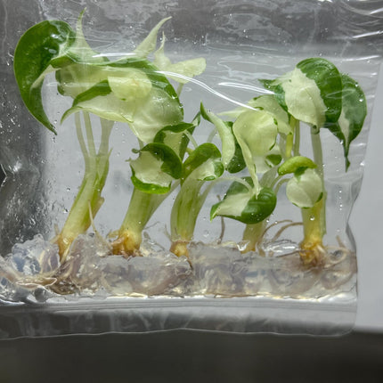 Alocasia Cucullata Albo Variegated Tissue Culture (5 items/bag)