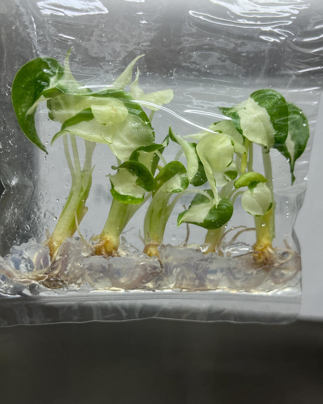 Alocasia Cucullata Albo Variegated Tissue Culture (5 items/bag)