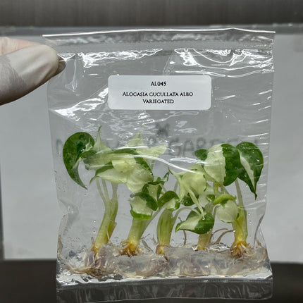 Alocasia Cucullata Albo Variegated Tissue Culture (5 items/bag)