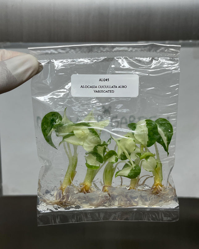 Alocasia Cucullata Albo Variegated Tissue Culture (5 items/bag)