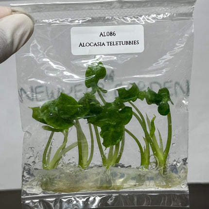 Alocasia Teletubbies Tissue Culture (5 items/bag)