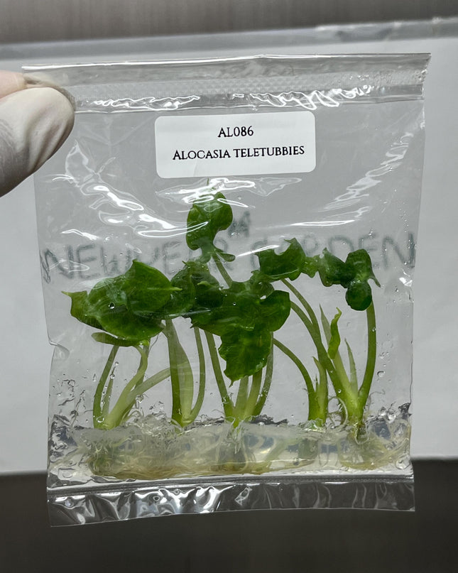Alocasia Teletubbies Tissue Culture (5 items/bag)