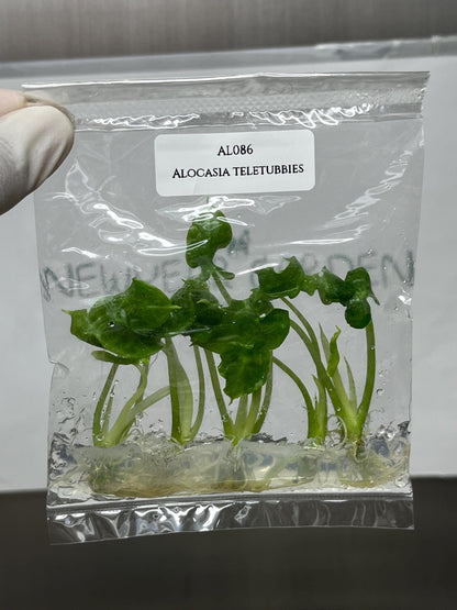 Alocasia Teletubbies Tissue Culture (5 items/bag)