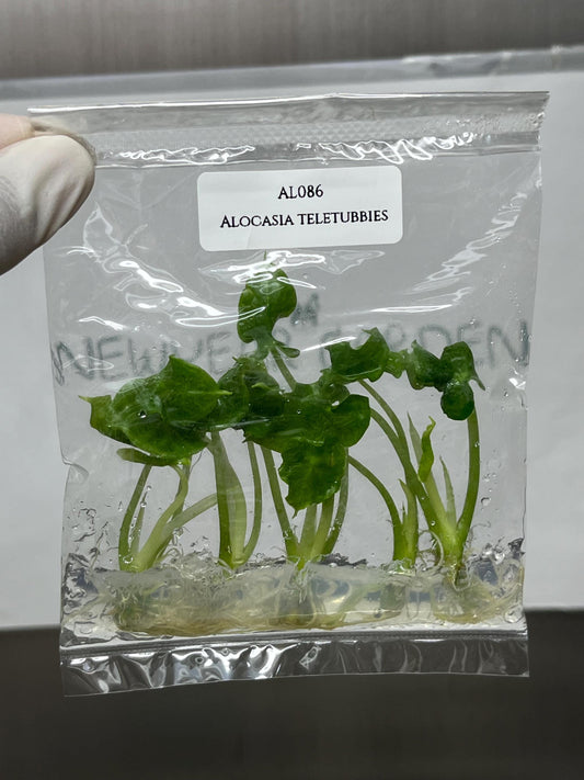Alocasia Teletubbies Tissue Culture (5 items/bag)