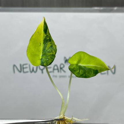 Alocasia Black Velvet Aurea Variegated Tissue Culture (1 item/bag)