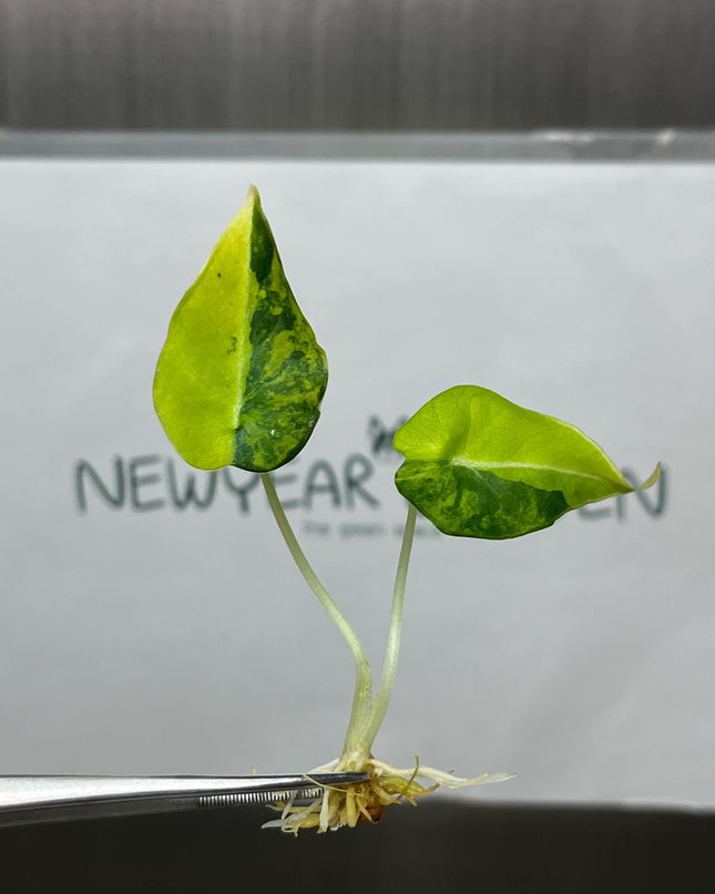 Alocasia Black Velvet Aurea Variegated Tissue Culture (1 item/bag)