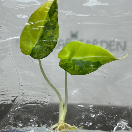 Alocasia Black Velvet Aurea Variegated Tissue Culture (1 item/bag)