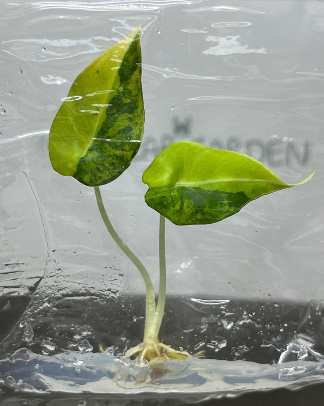 Alocasia Black Velvet Aurea Variegated Tissue Culture (1 item/bag)