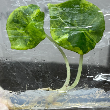Alocasia Nebula Aurea Variegated Tissue Culture (1 item/bag)