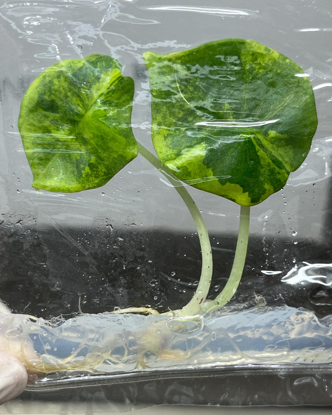 Alocasia Nebula Aurea Variegated Tissue Culture (1 item/bag)