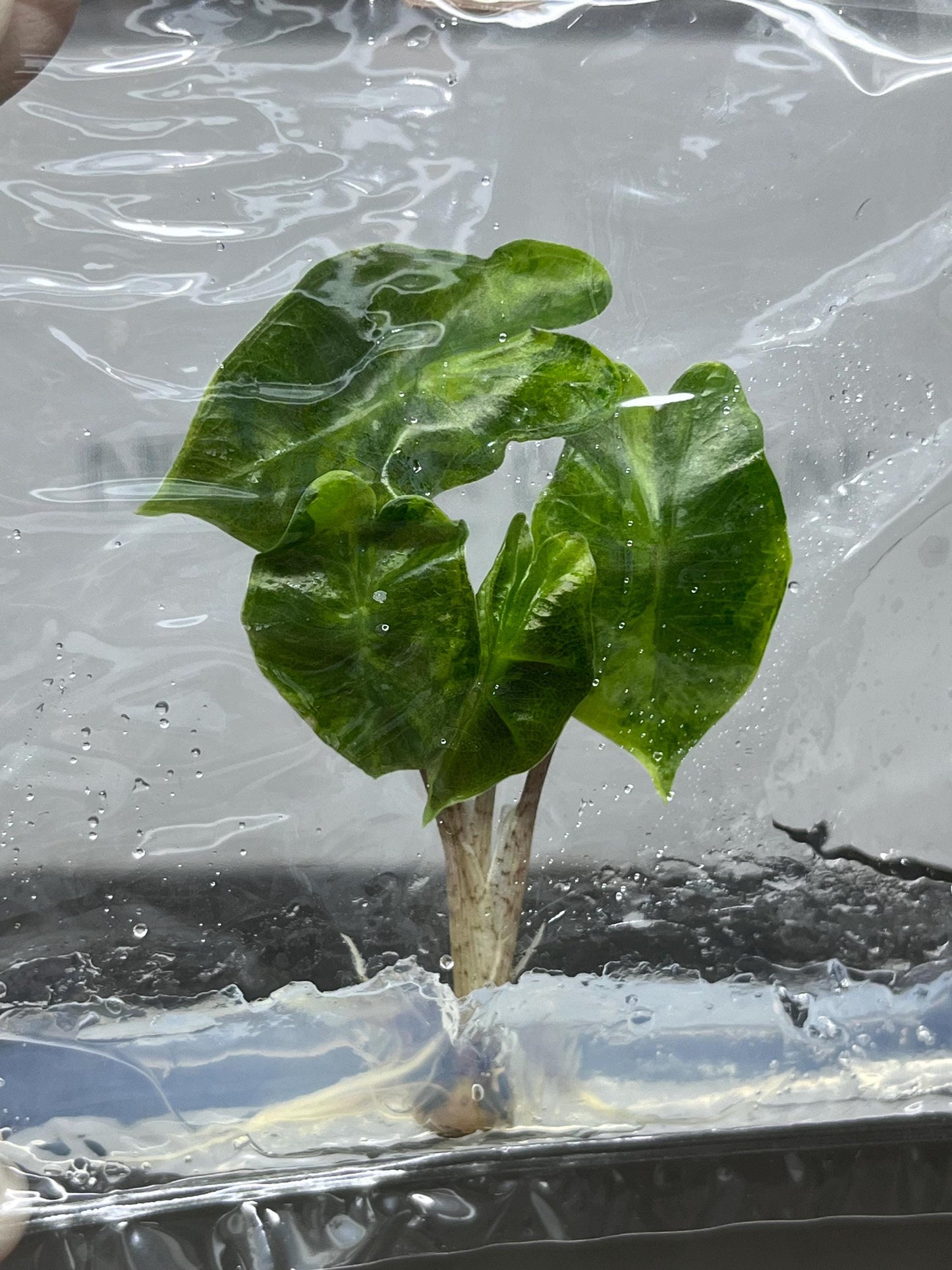 Alocasia Pseudo Sanderiana Aurea Variegated Tissue Culture (1 item/bag)