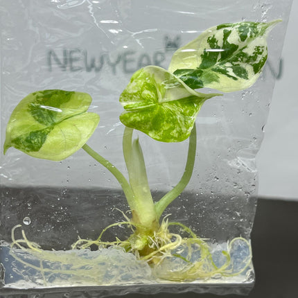 Alocasia Dragon Scale Albo Variegated Tissue Culture (1 item/bag)