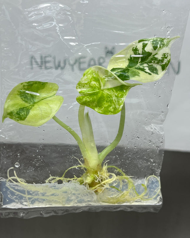 Alocasia Dragon Scale Albo Variegated Tissue Culture (1 item/bag)