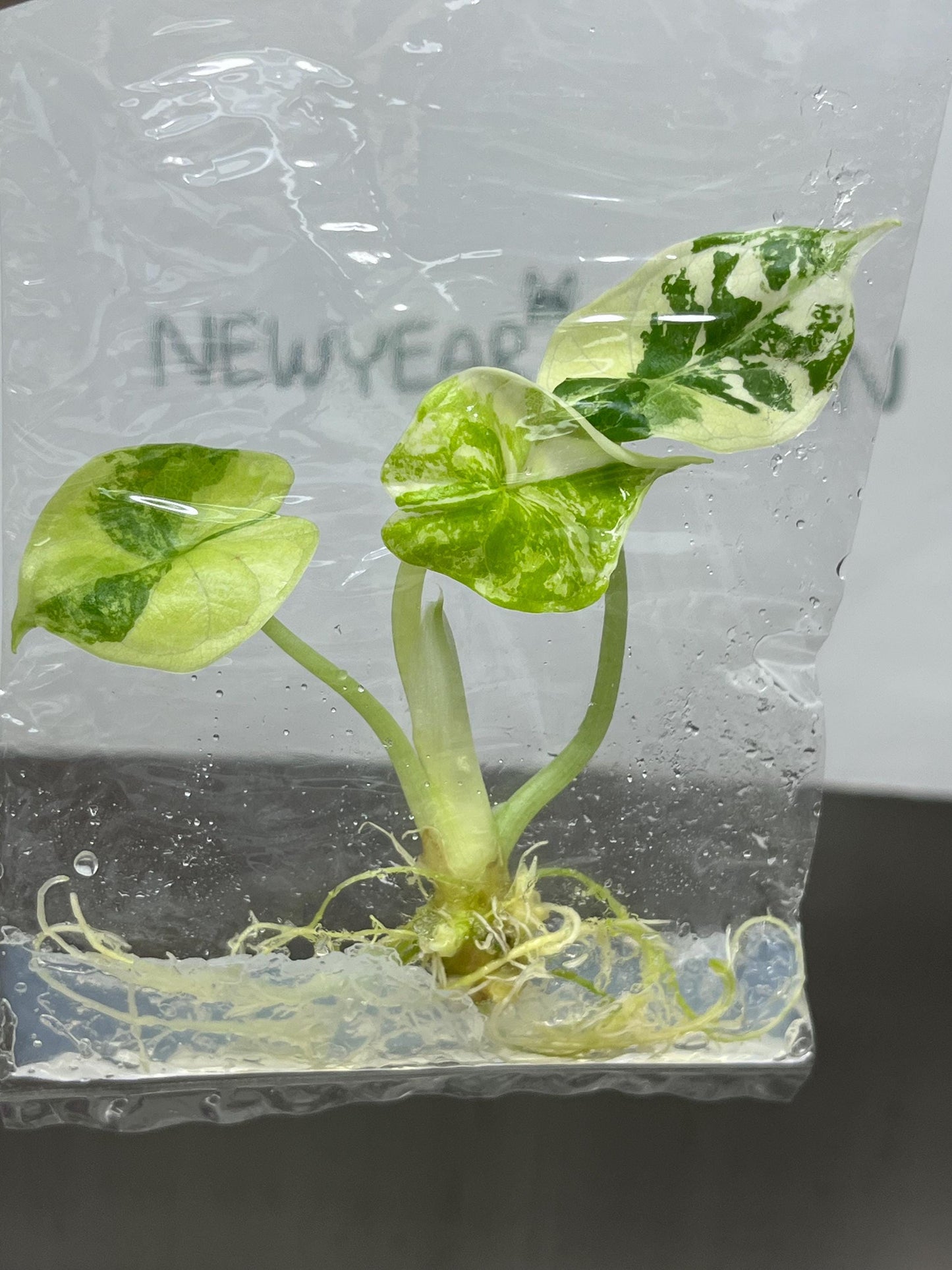 Alocasia Dragon Scale Albo Variegated Tissue Culture (1 item/bag)