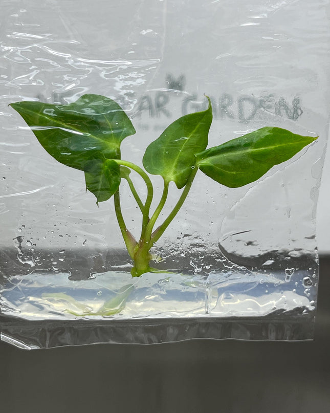 Anthurium Papilliaminum Tissue Culture (1 item/bag)