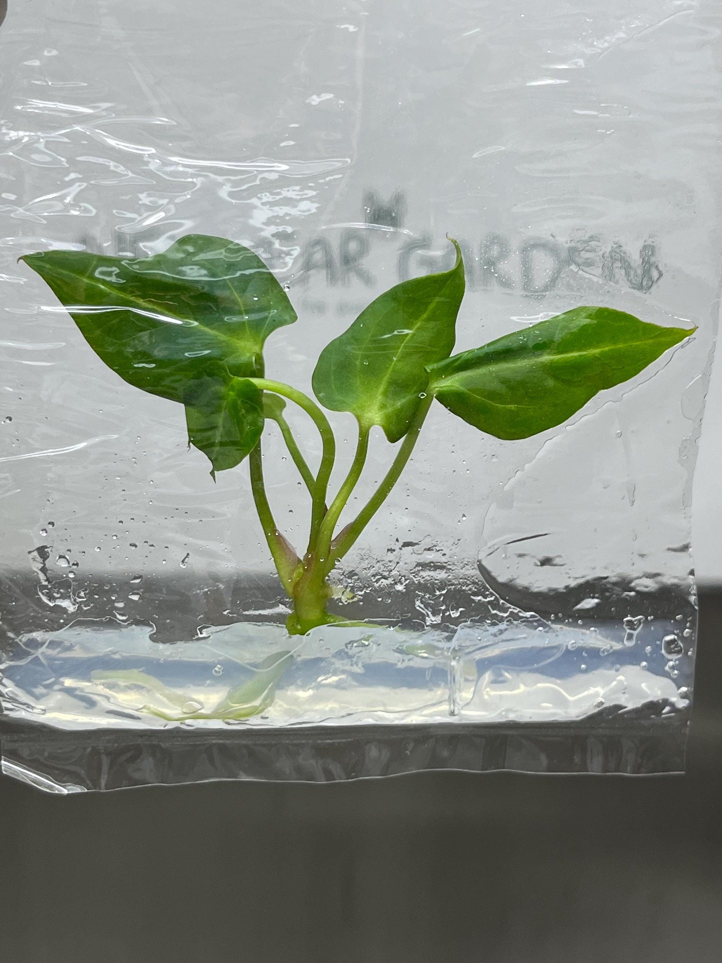 Anthurium Papilliaminum Tissue Culture (1 item/bag)