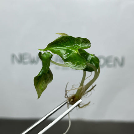 Alocasia Loco Tissue Culture (5 items/bag)