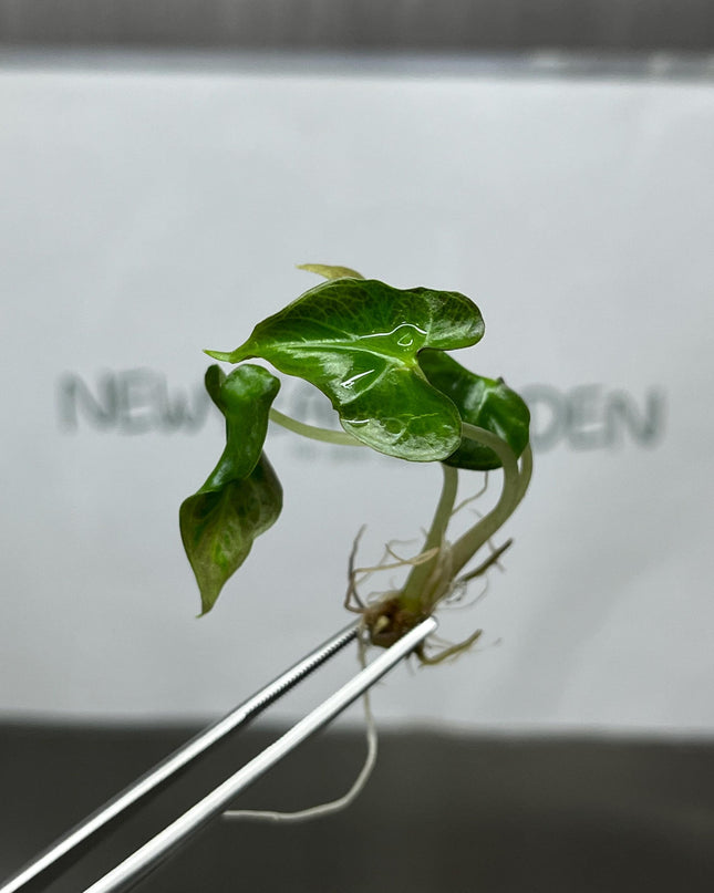 Alocasia Loco Tissue Culture (5 items/bag)