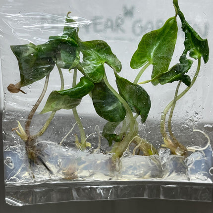 Alocasia Loco Tissue Culture (5 items/bag)