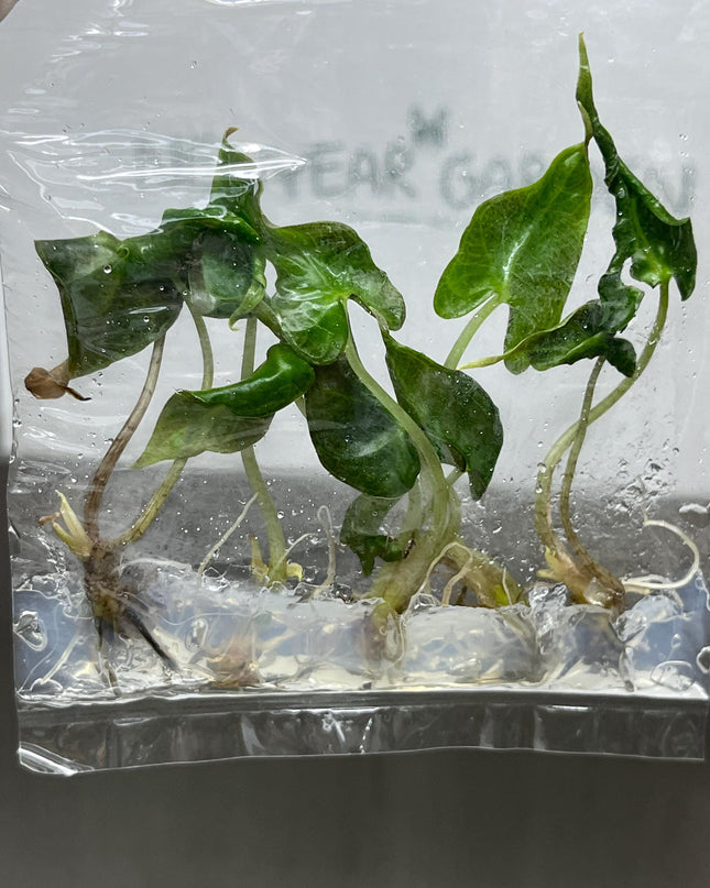Alocasia Loco Tissue Culture (5 items/bag)