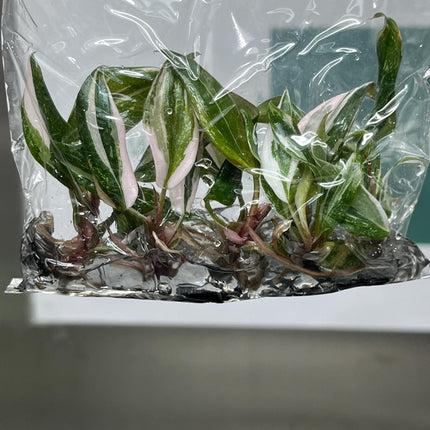 Philodendron Red Anderson Variegated Tissue Culture (5 items/bag)